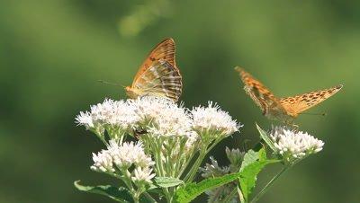 Royalty Free Video Butterfly