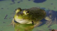 Amphibians 4K+