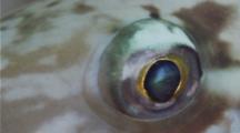 Macro