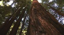 Royalty Free Video Forest