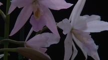 Royalty Free Video Flower Closeup