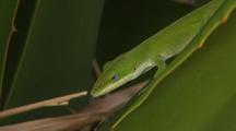 REPTILES