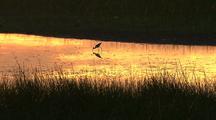 Royalty Free Video Sunset