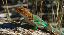 All Reptiles