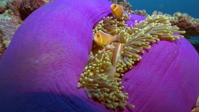 Ocean Footage Royalty Free