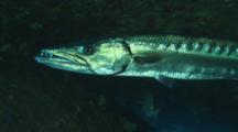 Royalty Free Fish