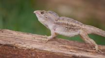 Invasive Reptiles