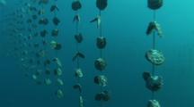 Aquaculture