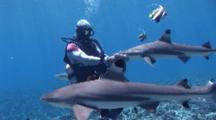 Shark Diving