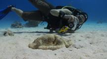 Royalty Free Scuba Diver