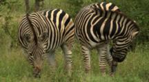 Ultra HD Mammals