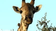 Ultra HD Africa