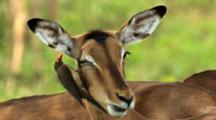 Ultra HD Animals Grooming