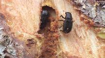 Pests and Disease