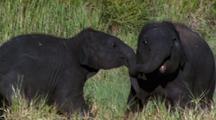 Animals Playing