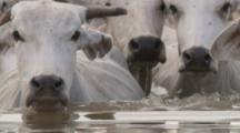 Livestock