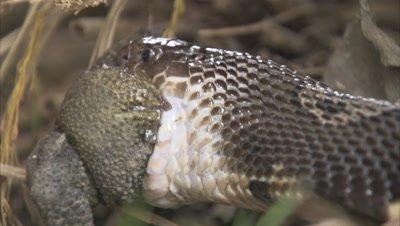 Amphibians and Snakes