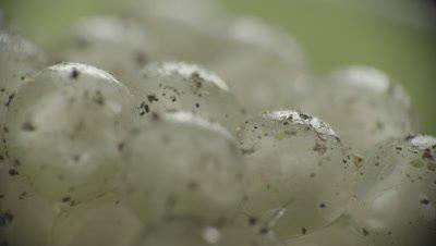 Amphibian Eggs