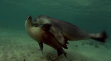 Mammals Playing