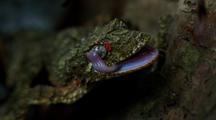 Rainforest Reptiles