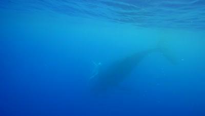 Royalty Free Whales