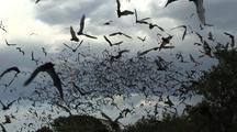 Animals Hunting
