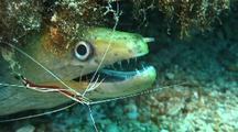 Symbiotic Invertebrates