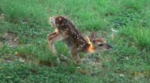 Birth