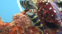 Royalty Free Underwater