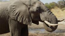 Collection Highlights: Land Animals