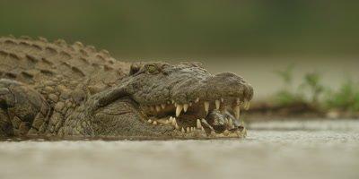 REPTILES