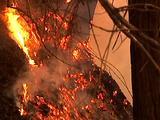 Royalty Free Video Forest Fire