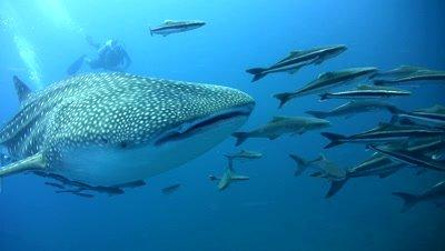 Royalty Free Whale Shark