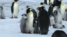 Royalty Free Penguins