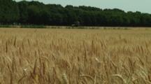 Royalty Free Video Agriculture