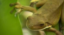 AMPHIBIANS