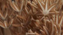 Invertebrates Feeding
