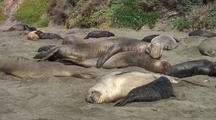 Mammals Mating
