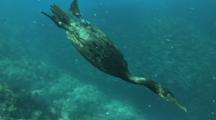 Birds Underwater