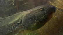 Amphibian Tadpoles