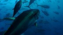 Commercial Fish