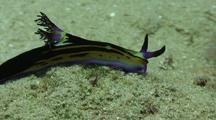 Royalty Free Invertebrates