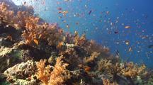 Royalty Free Coral Reef
