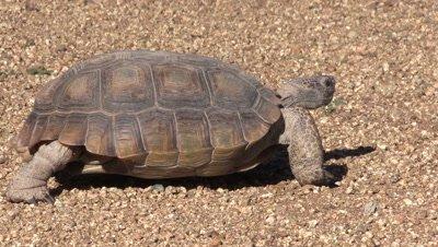 Reptiles Royalty Free