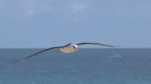 Flying Birds