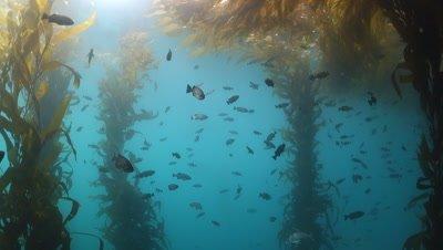 Kelp Forest