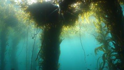 Kelp Forest