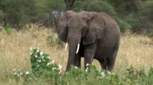Royalty Free Video Mammals