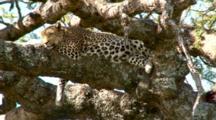 Royalty Free Video Animals