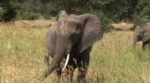 Royalty Free Video African Animals